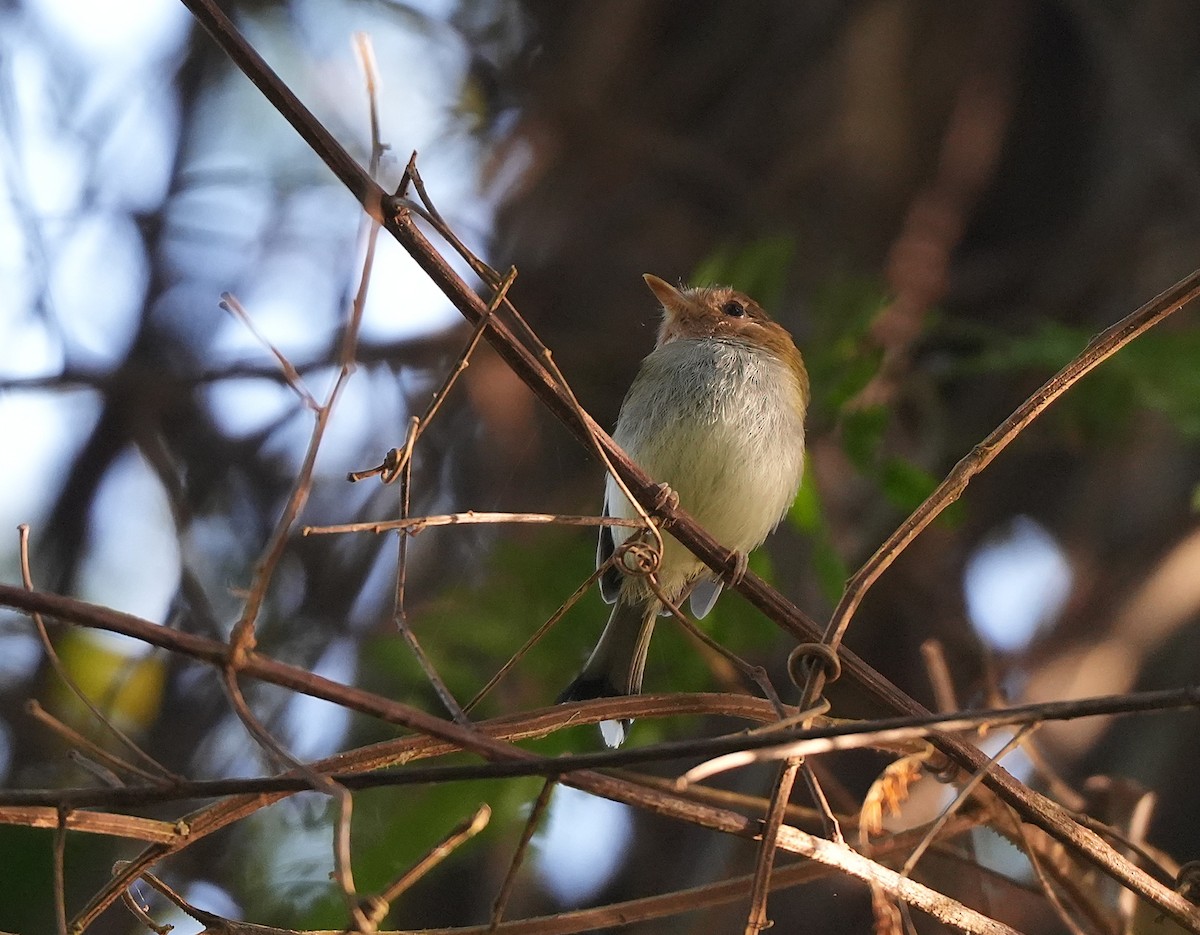 Fork-tailed Pygmy-Tyrant - ML646957897