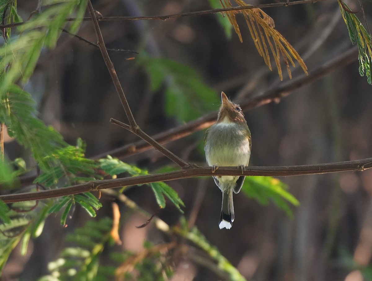 Fork-tailed Pygmy-Tyrant - ML646957898
