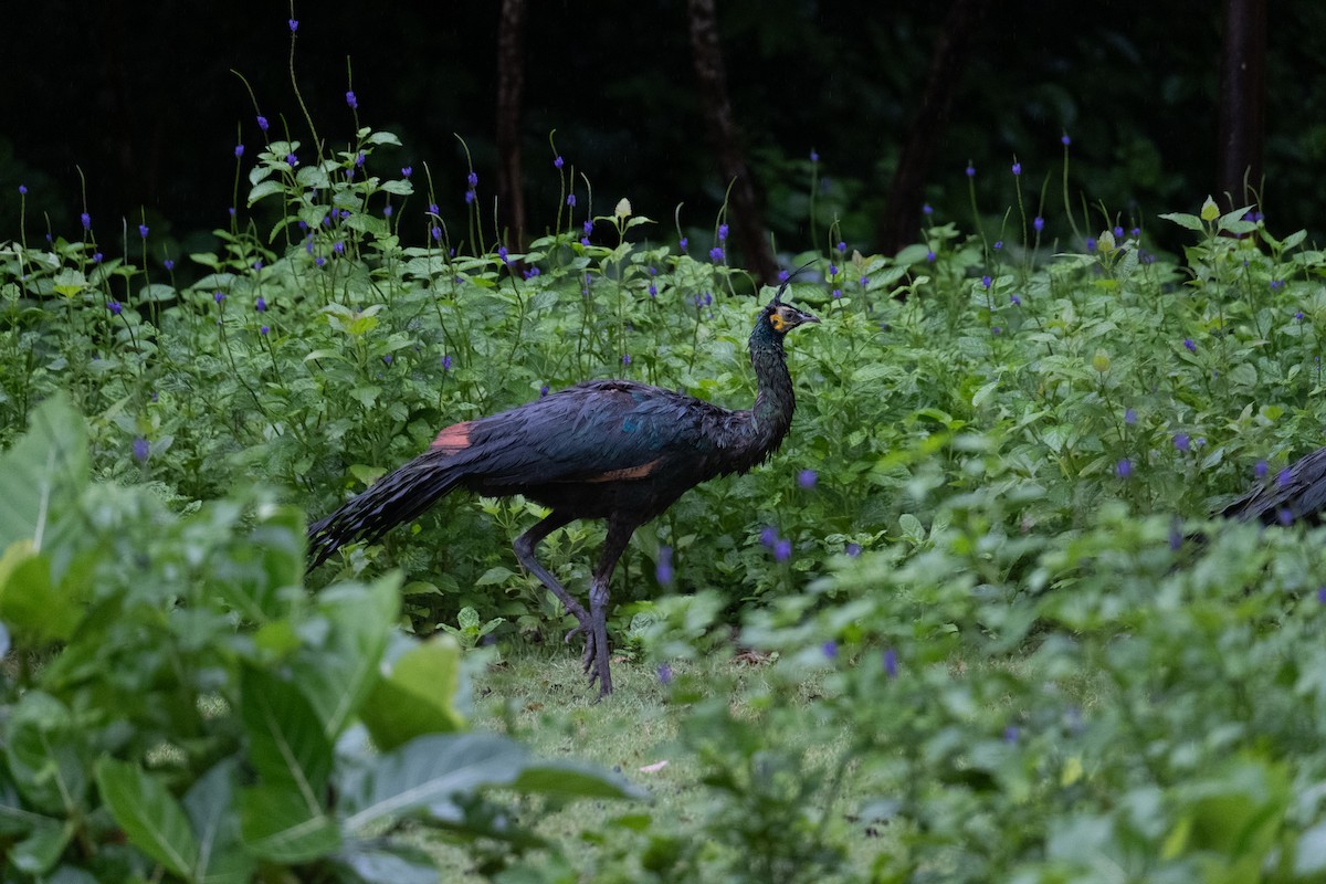 Green Peafowl - ML646957899