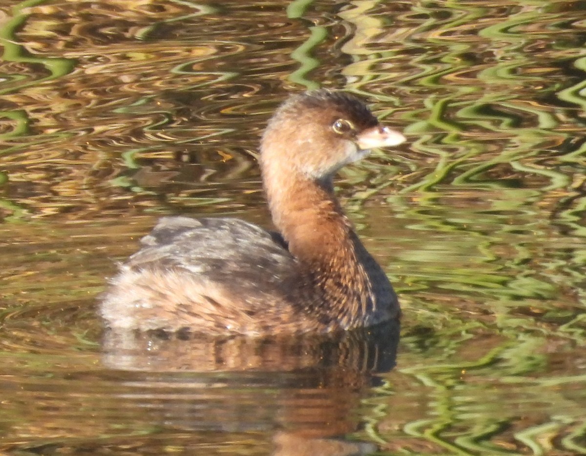 Pied-billed Grebe - ML646957901