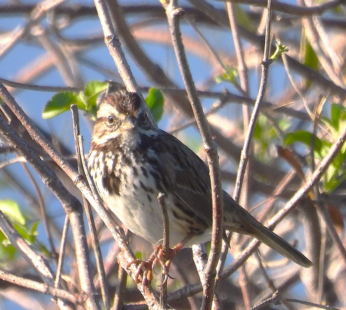 Song Sparrow - ML646957902