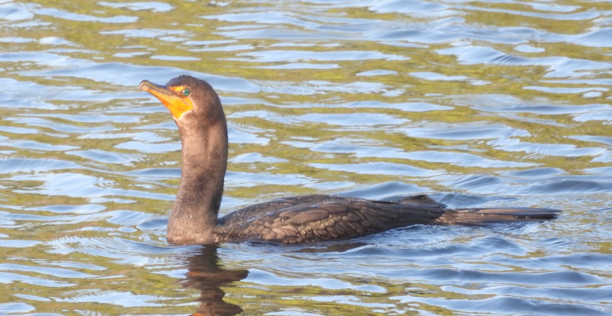 Anna's Hummingbird - ML646957903