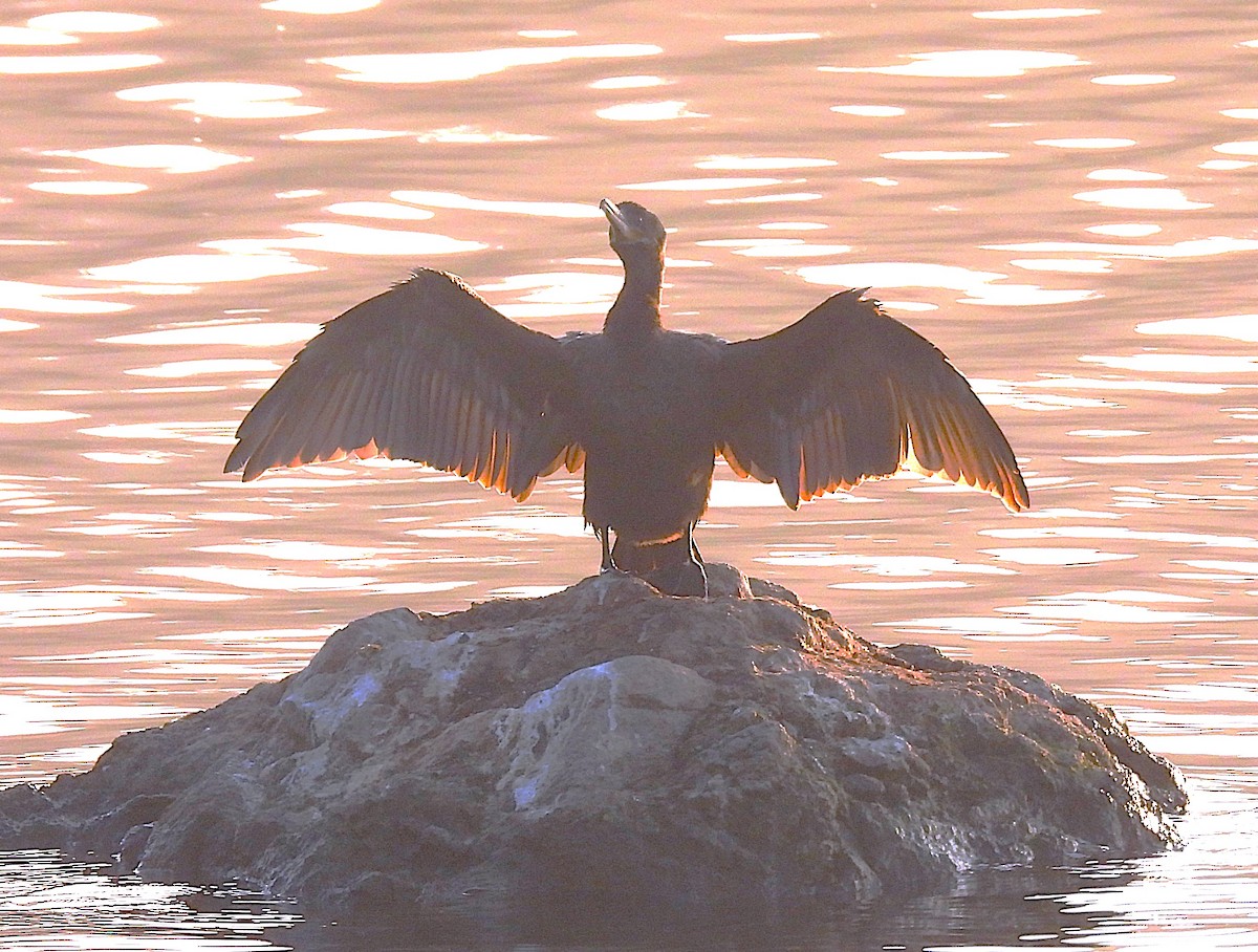 Anna's Hummingbird - ML646957904