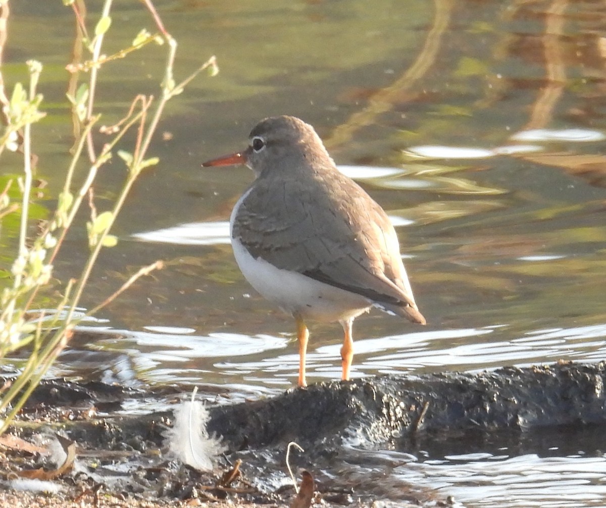 Spotted Sandpiper - ML646957905