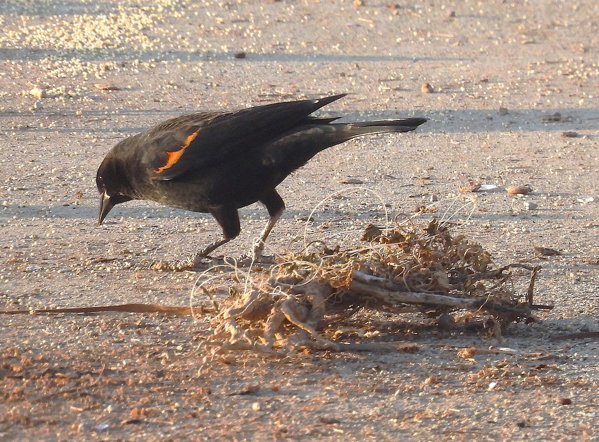 Anna's Hummingbird - ML646957906
