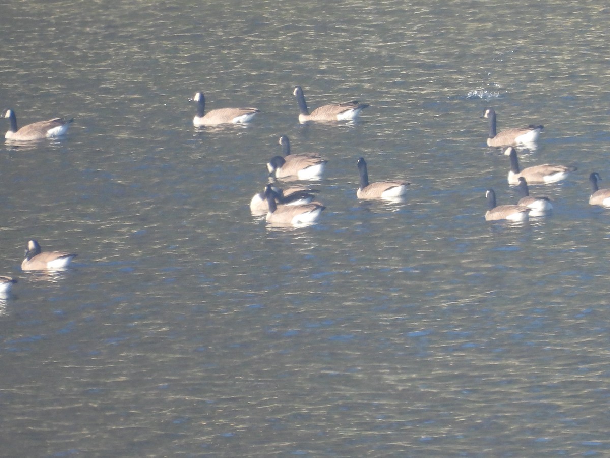 Anna's Hummingbird - ML646957908
