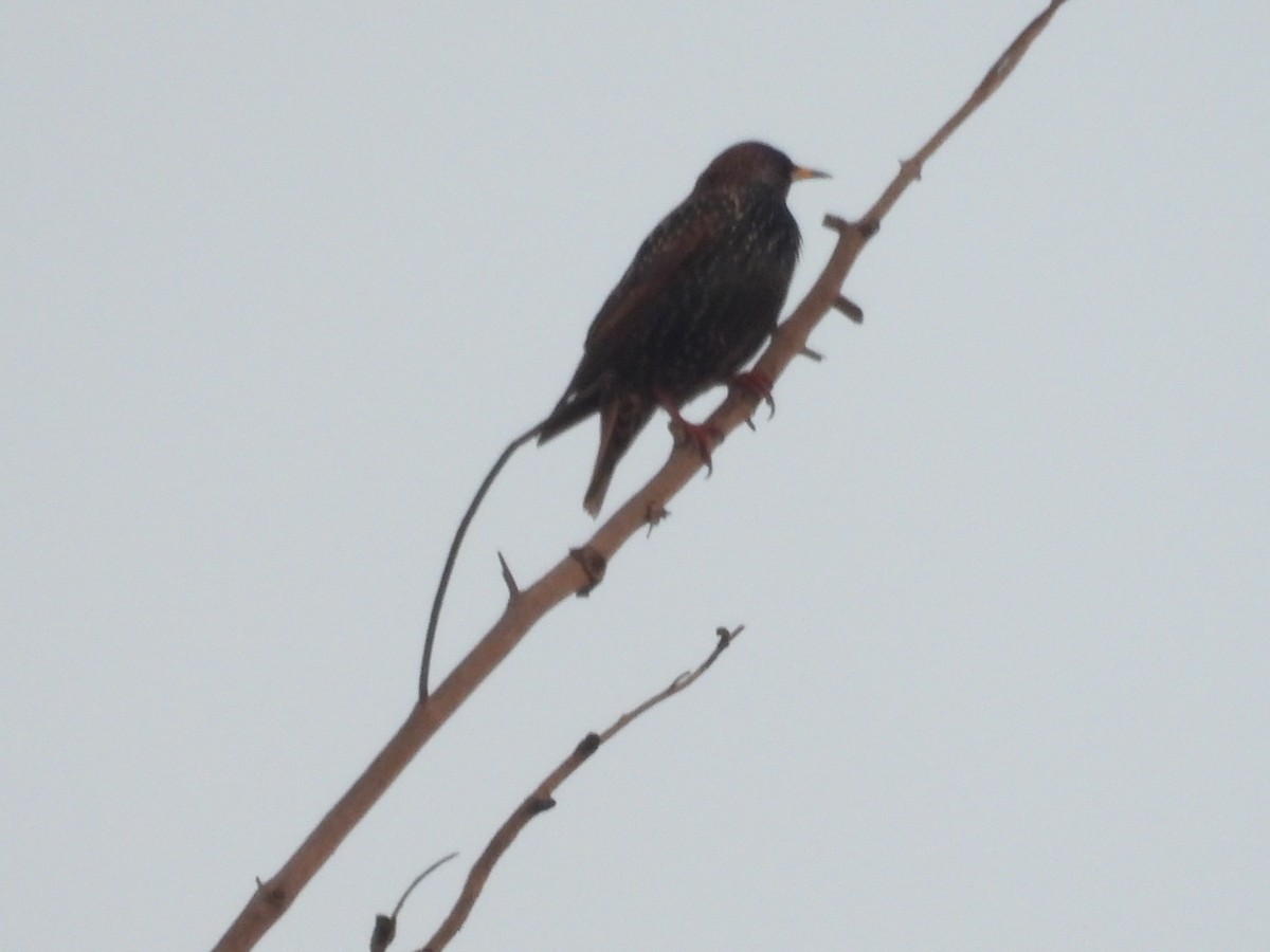 Anna's Hummingbird - ML646957913
