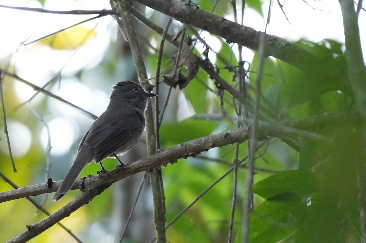Grayish Mourner - ML646957921