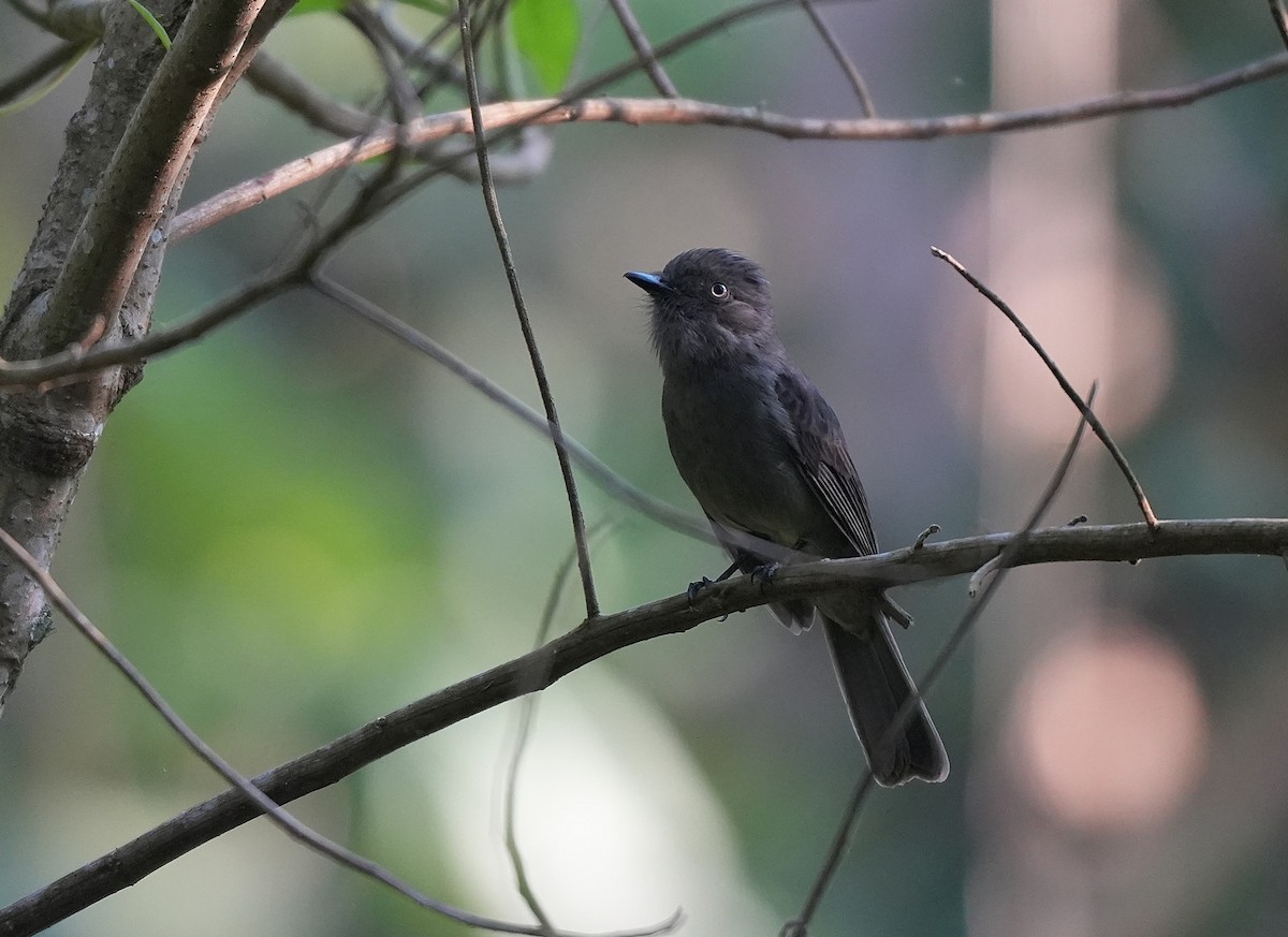 Grayish Mourner - ML646957922