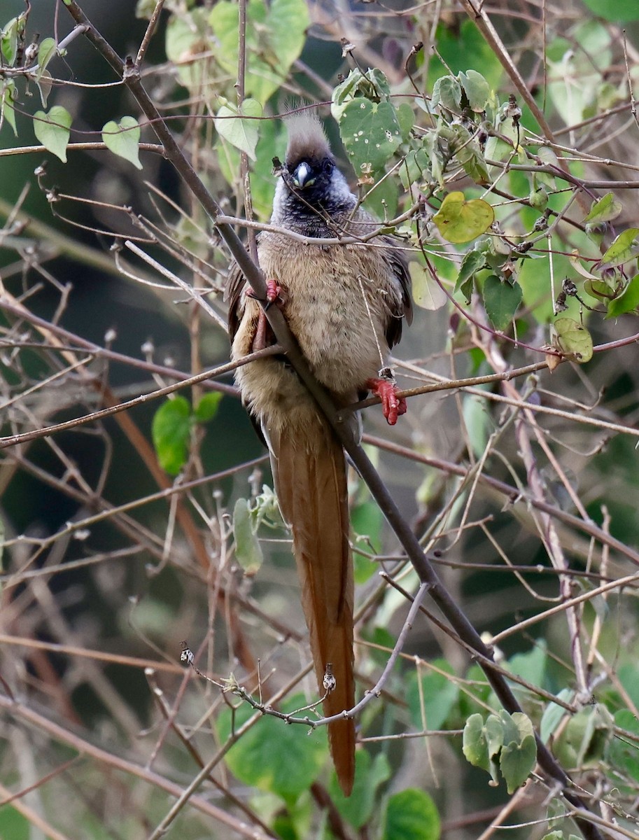 Speckled Mousebird - ML646957923