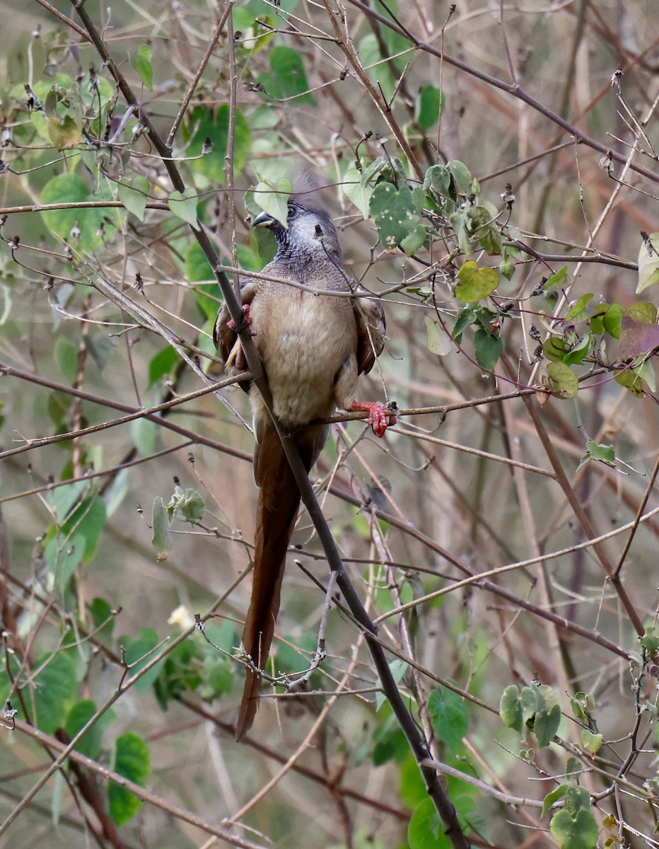 Speckled Mousebird - ML646957924