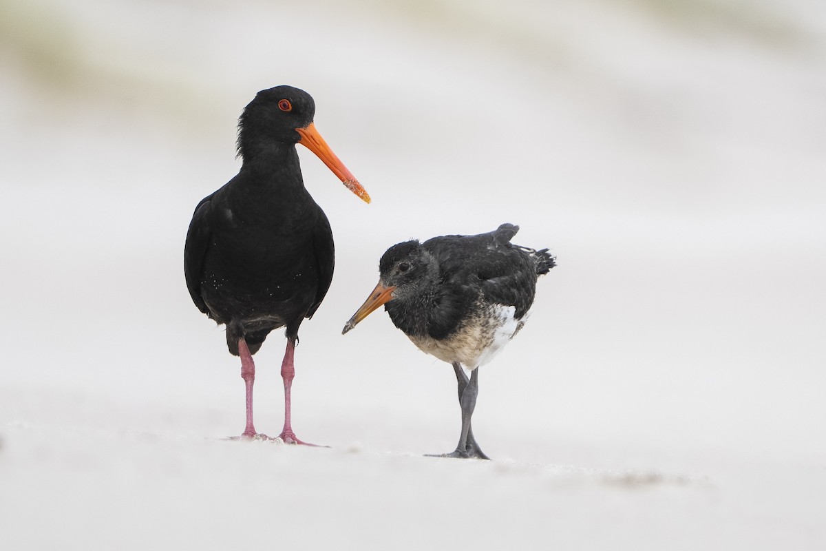 Variable Oystercatcher - ML646957926
