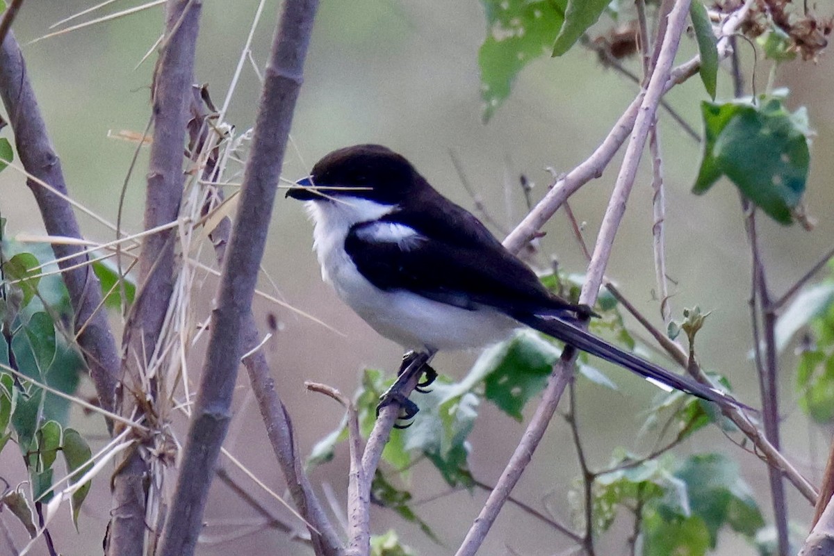 Northern Fiscal - ML646957928