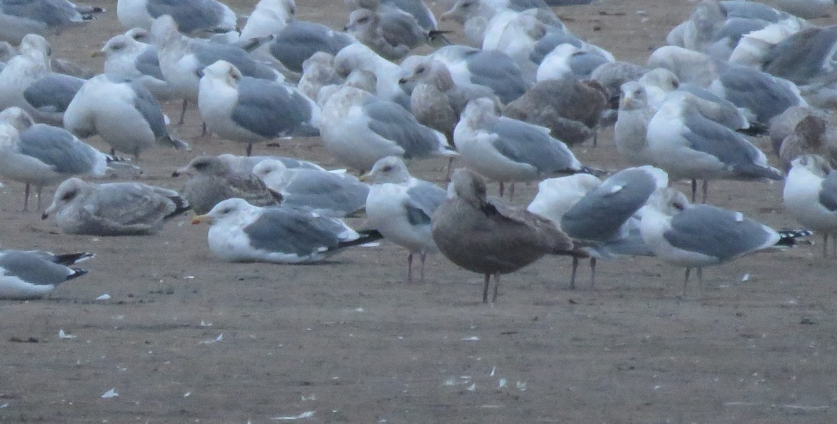 Lesser Black-backed Gull (taimyrensis) - ML646957931