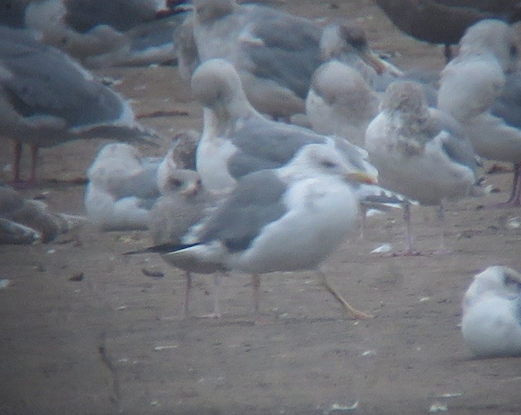 Lesser Black-backed Gull (taimyrensis) - ML646957932