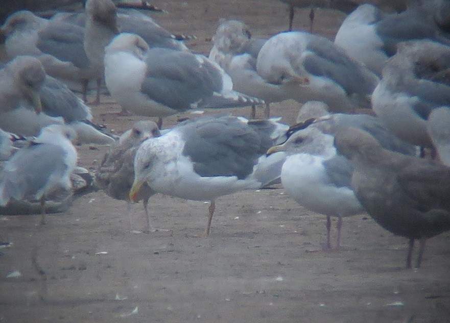 Lesser Black-backed Gull (taimyrensis) - ML646957933
