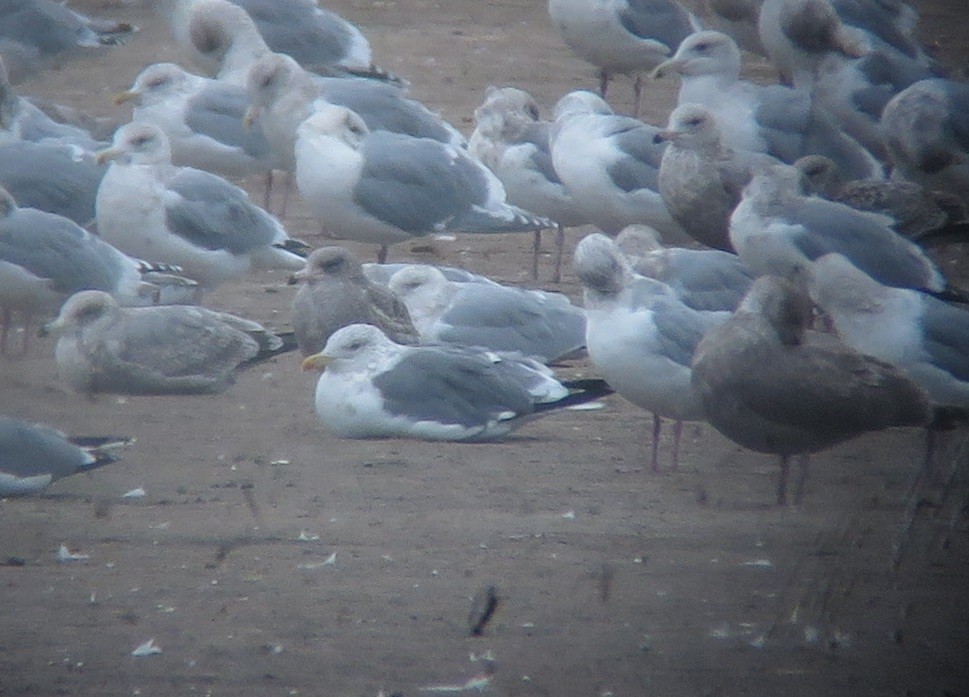 Lesser Black-backed Gull (taimyrensis) - ML646957934