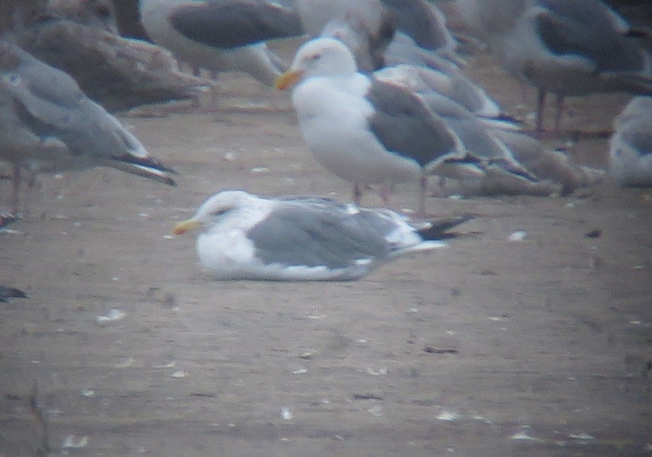 Lesser Black-backed Gull (taimyrensis) - ML646957935