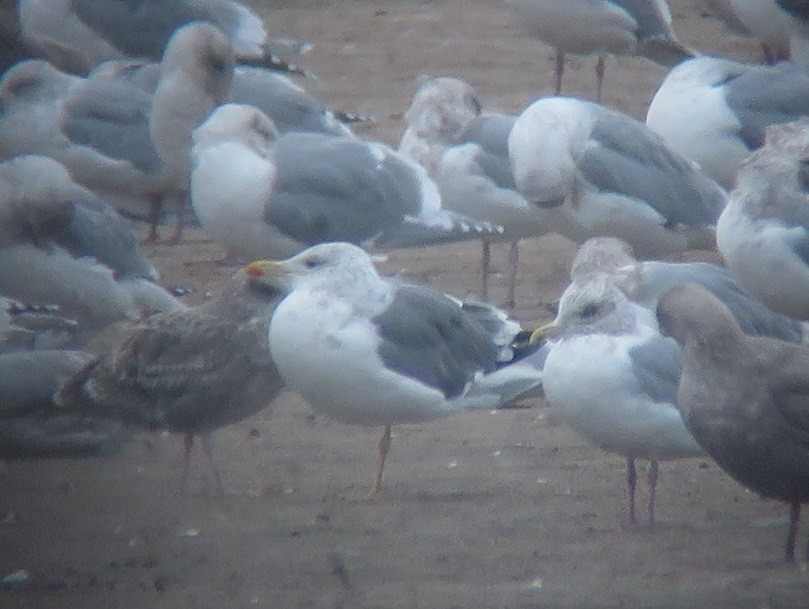 Lesser Black-backed Gull (taimyrensis) - ML646957936