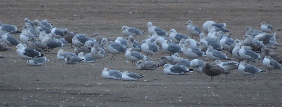 Lesser Black-backed Gull (taimyrensis) - ML646957937