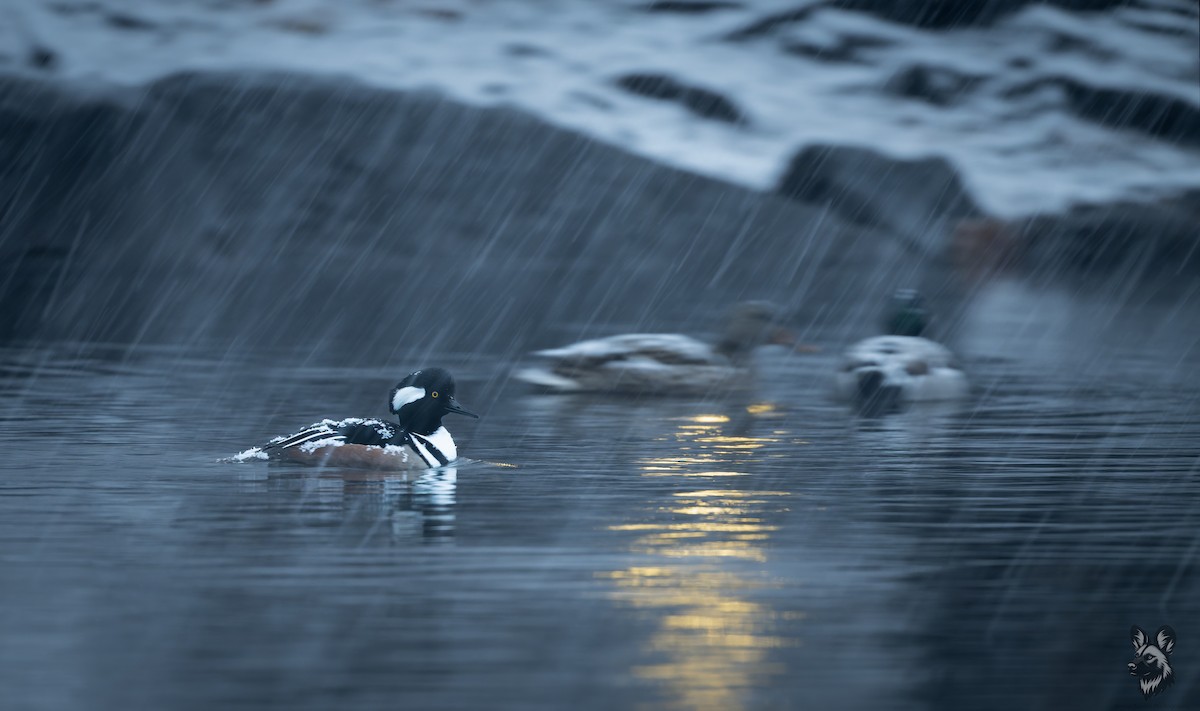 Hooded Merganser - ML646957938