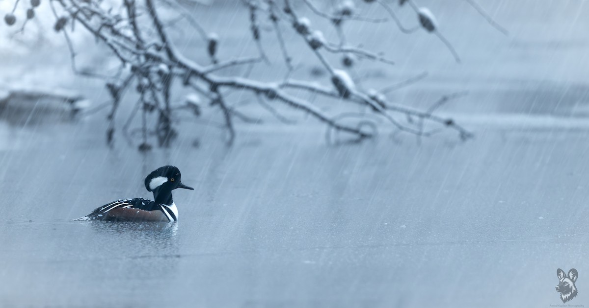 Hooded Merganser - ML646957939