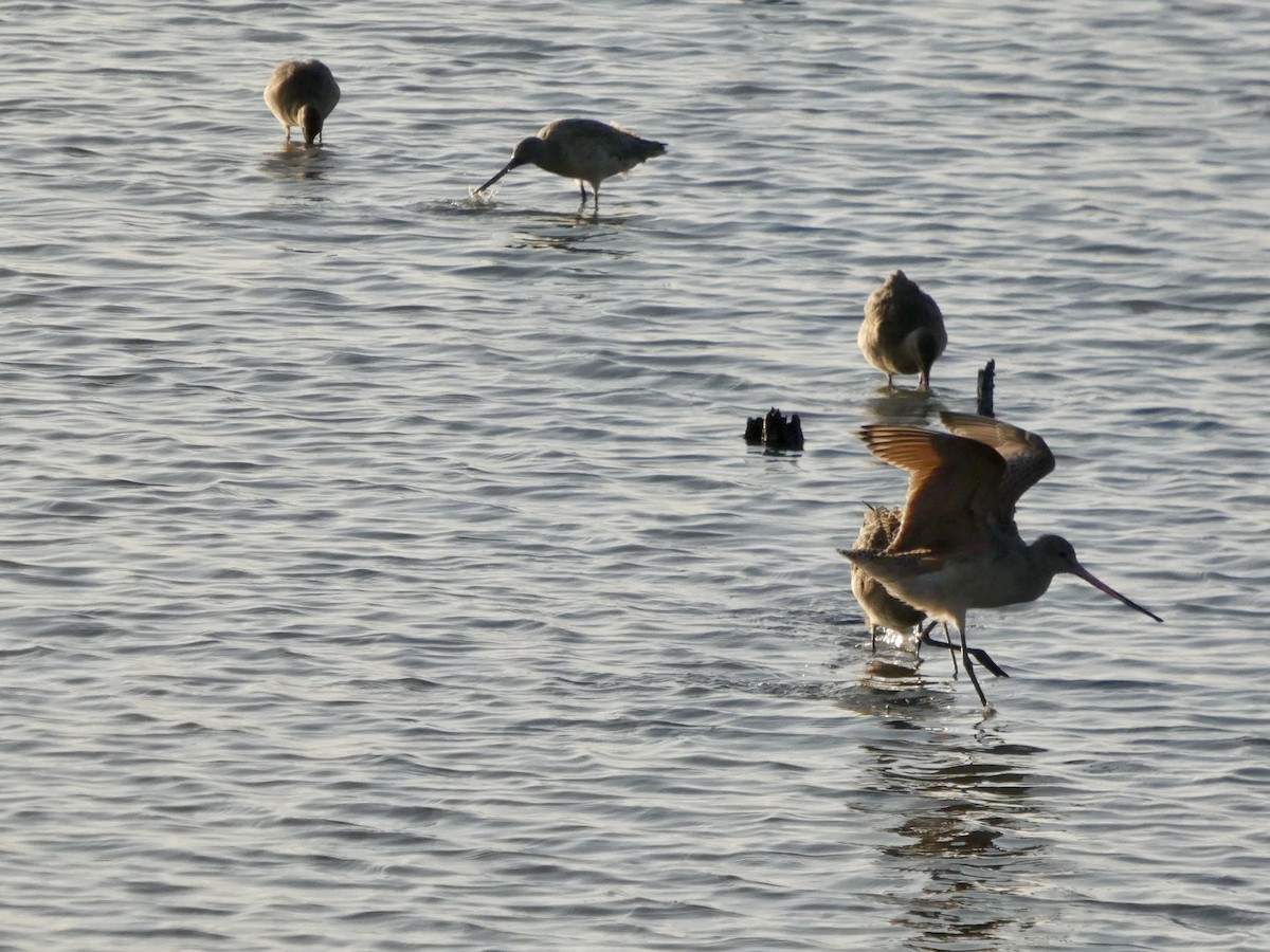 Marbled Godwit - ML646957941