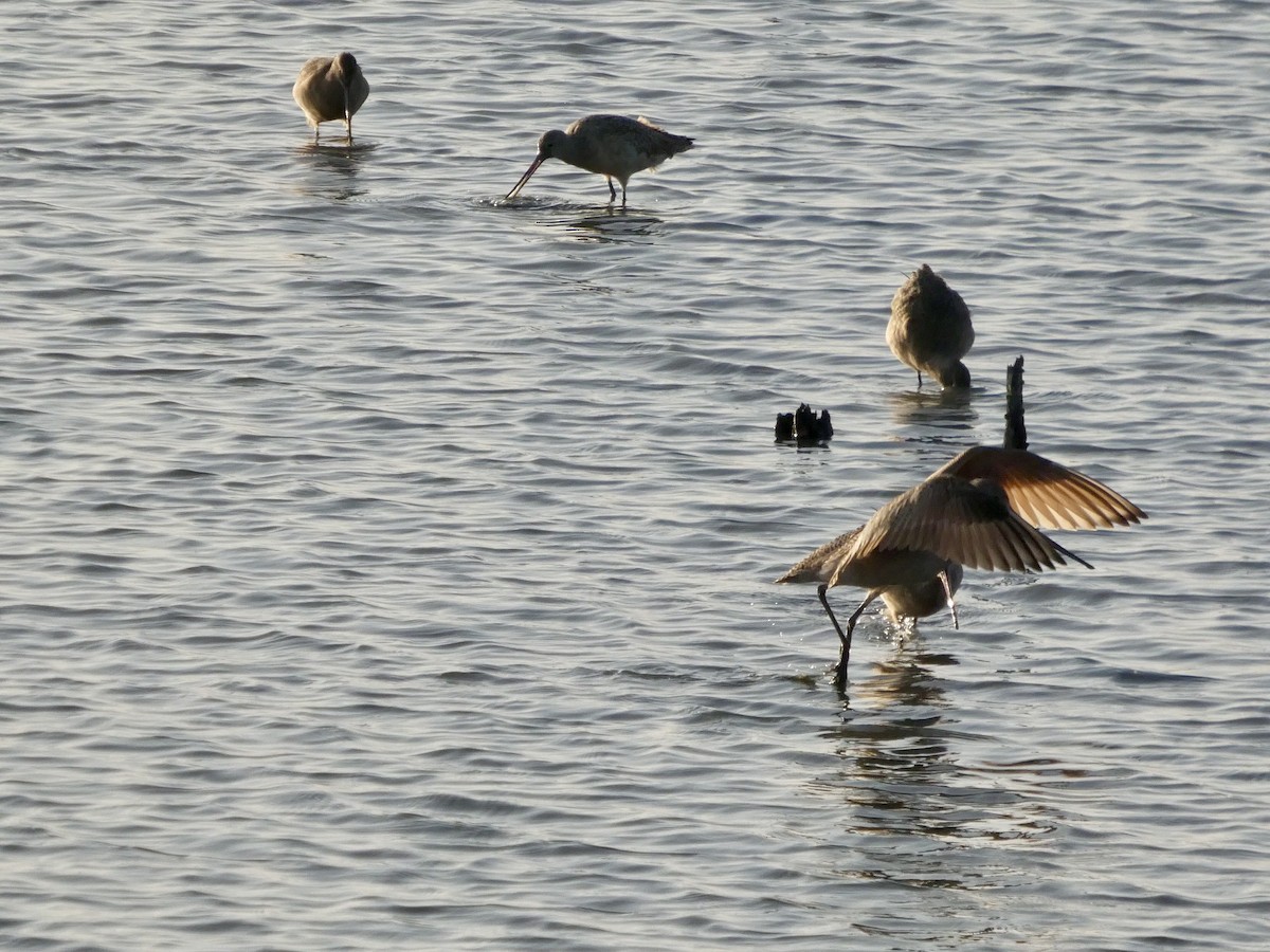 Marbled Godwit - ML646957943