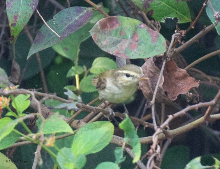 Greenish Warbler - ML646957945