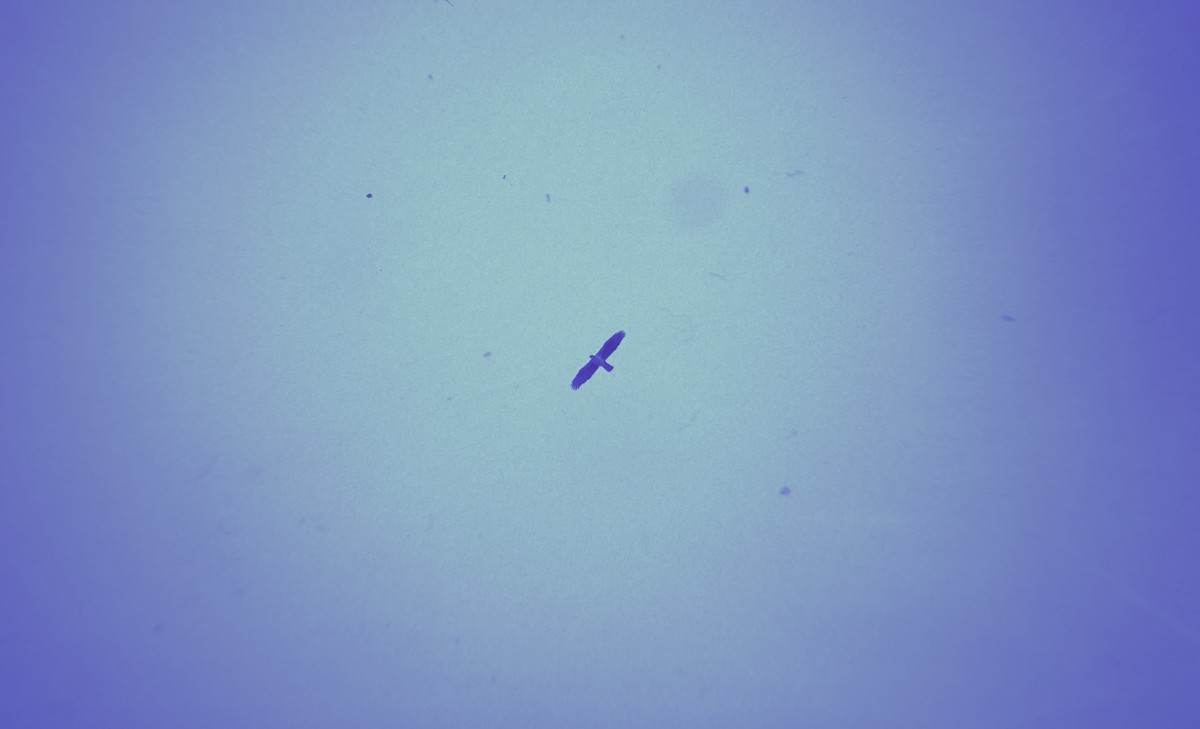 Habichtsadler - ML646957948