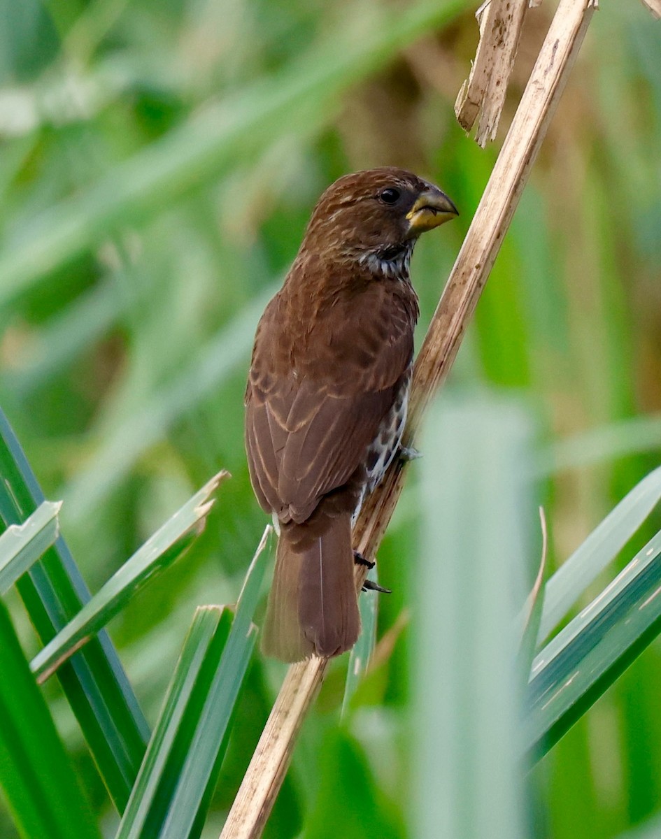 Weißstirnweber - ML646957949