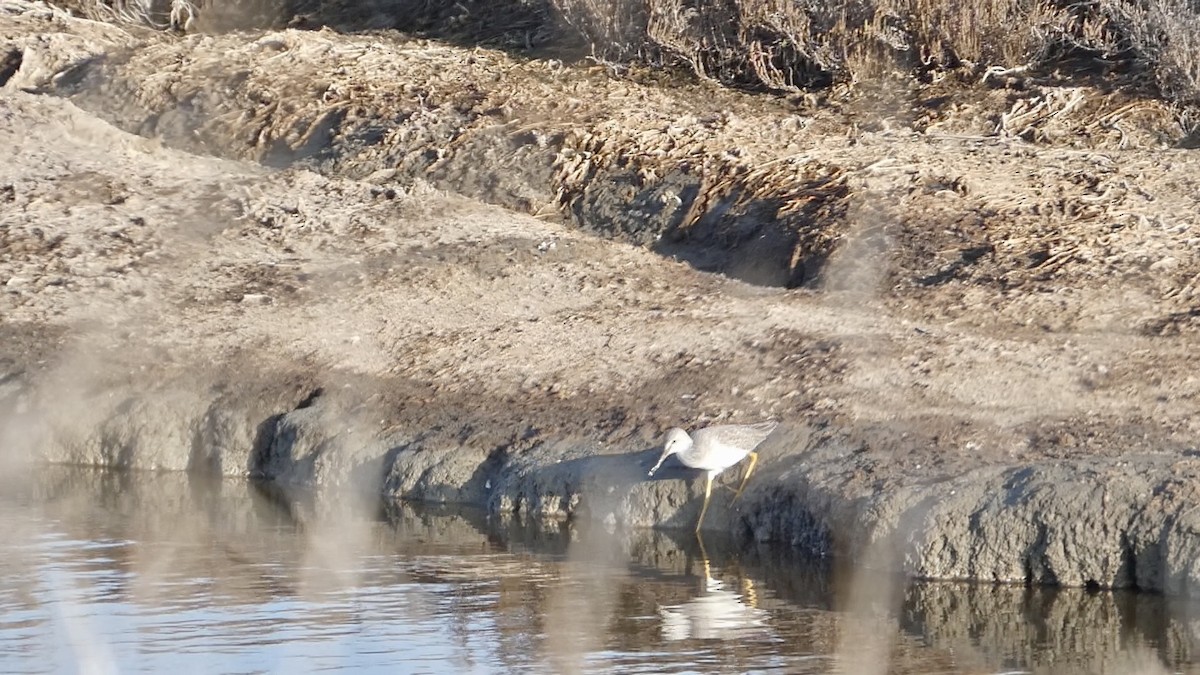 Tüpfelgelbschenkel - ML646957951