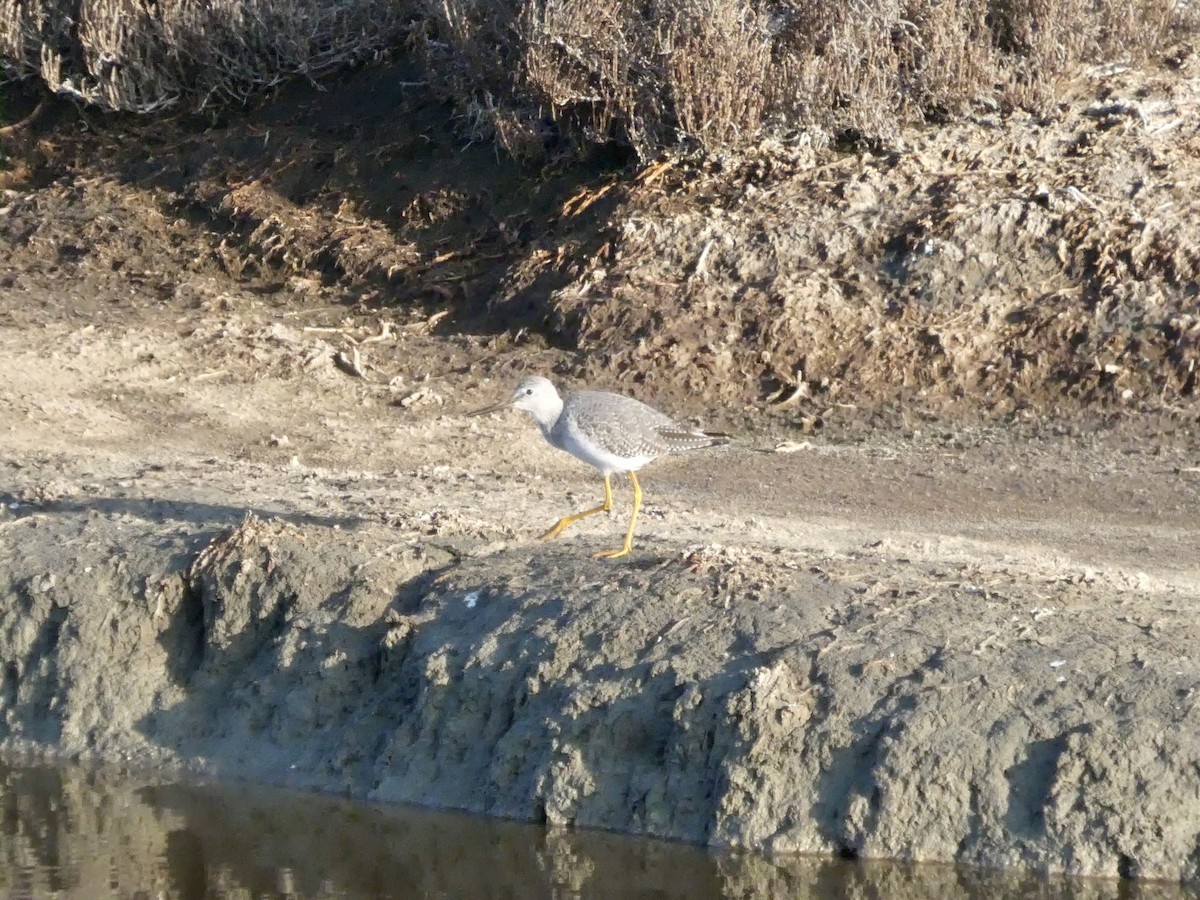 Tüpfelgelbschenkel - ML646957952