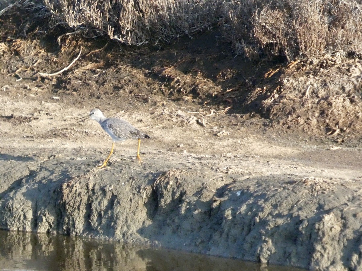 Tüpfelgelbschenkel - ML646957953