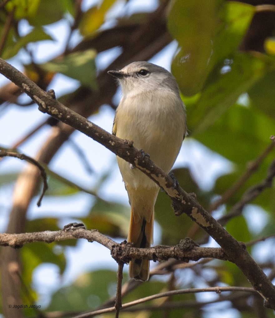 Zwergmennigvogel - ML646957954