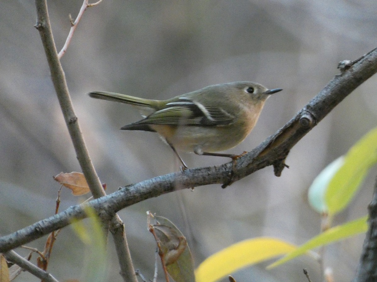 Rubingoldhähnchen - ML646957955