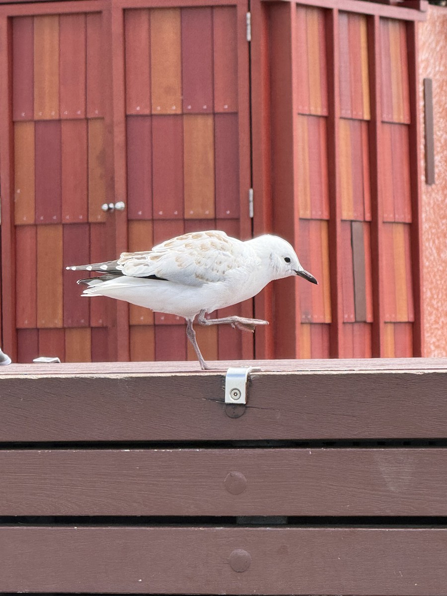 Silberkopfmöwe - ML646957956