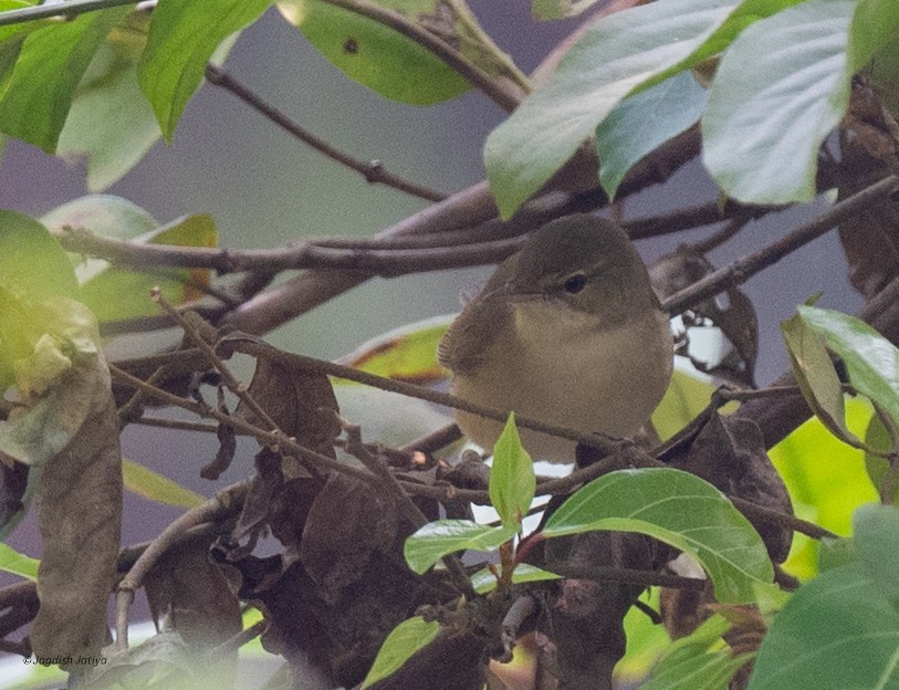 Buschrohrsänger - ML646957957