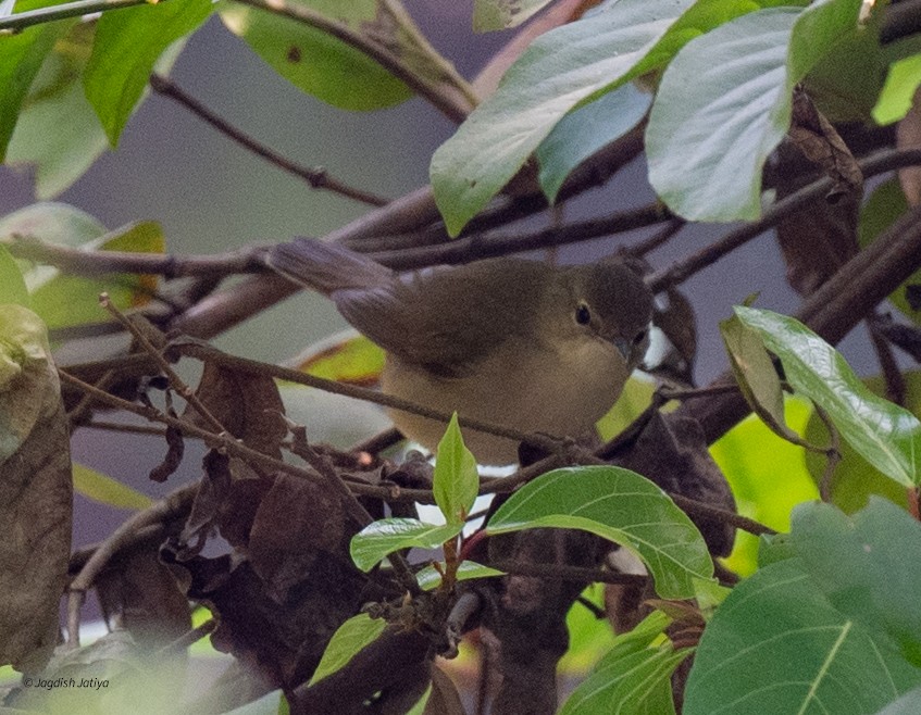 Buschrohrsänger - ML646957959