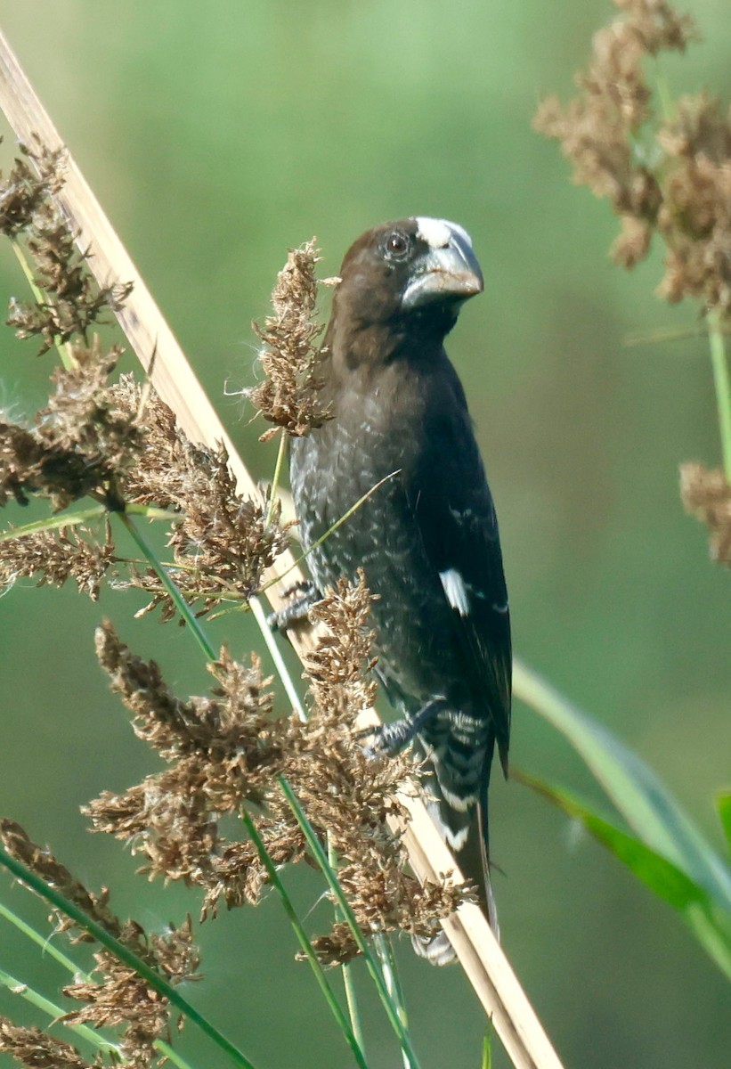 Weißstirnweber - ML646957960