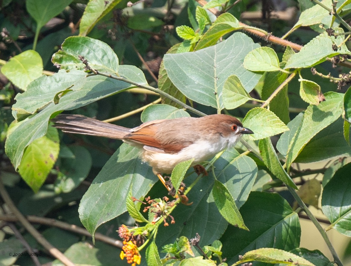 Goldaugen-Grasmücke - ML646957962