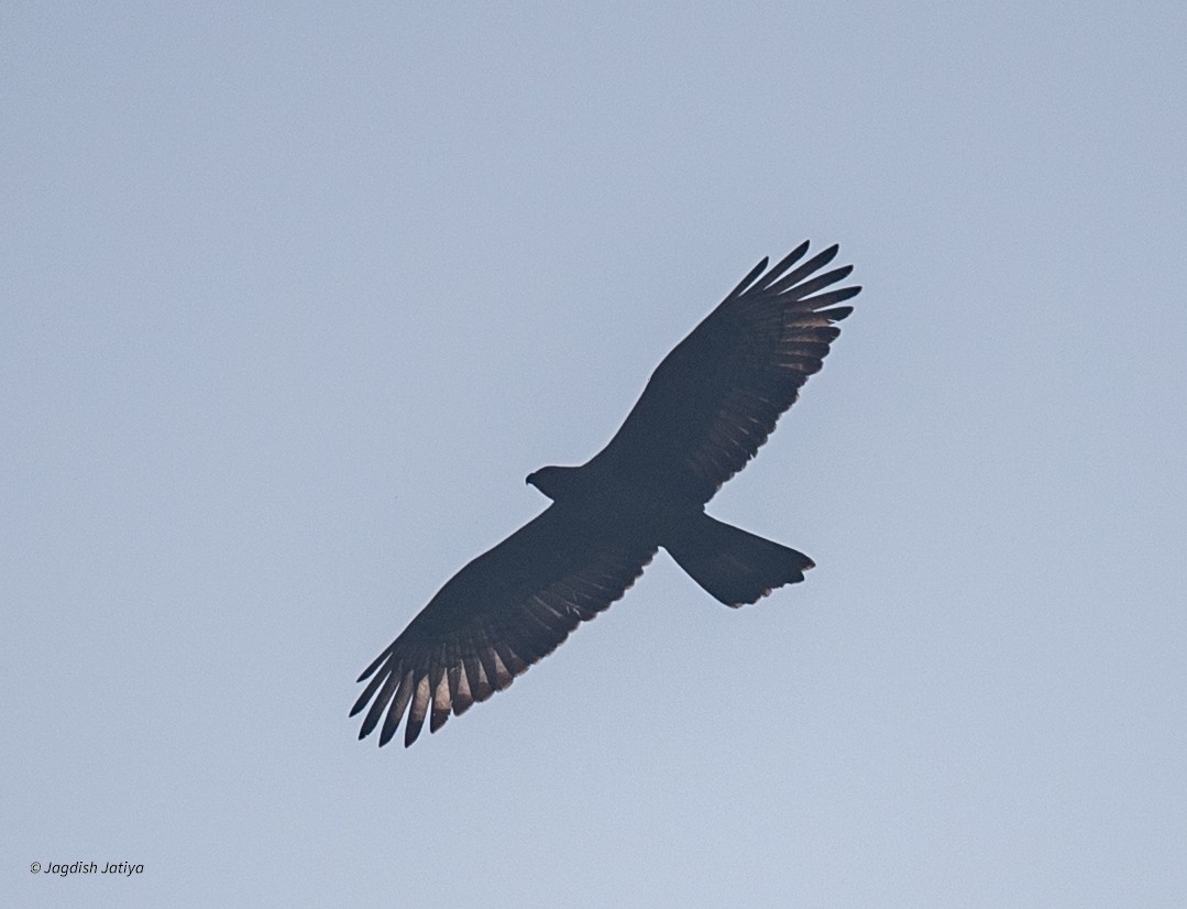 Schopfwespenbussard - ML646957963