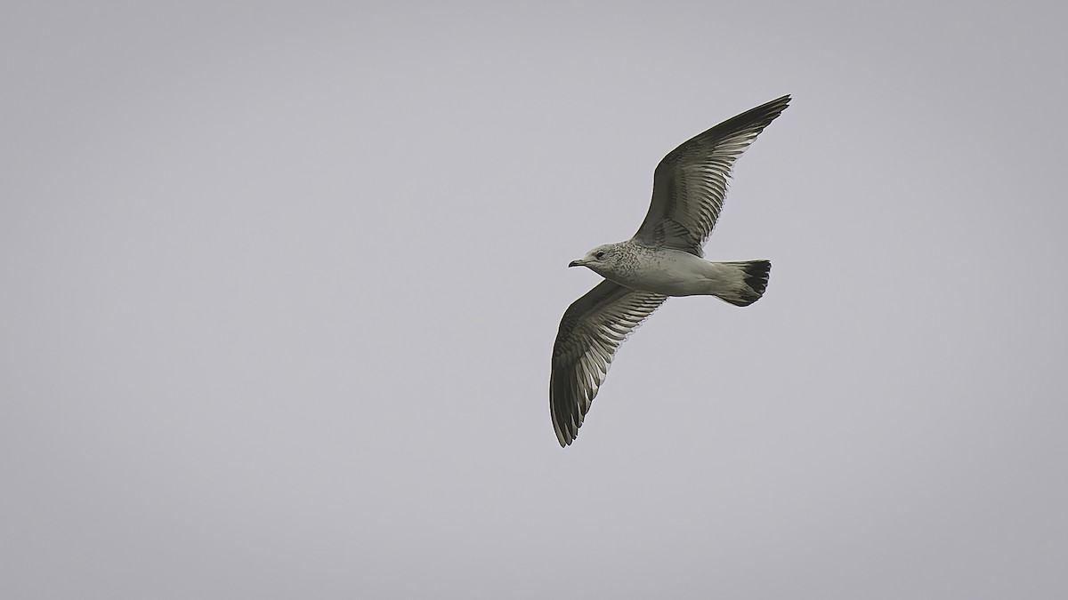 Sturmmöwe - ML646957965