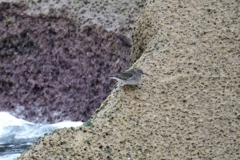 Meerstrandläufer - ML646957966