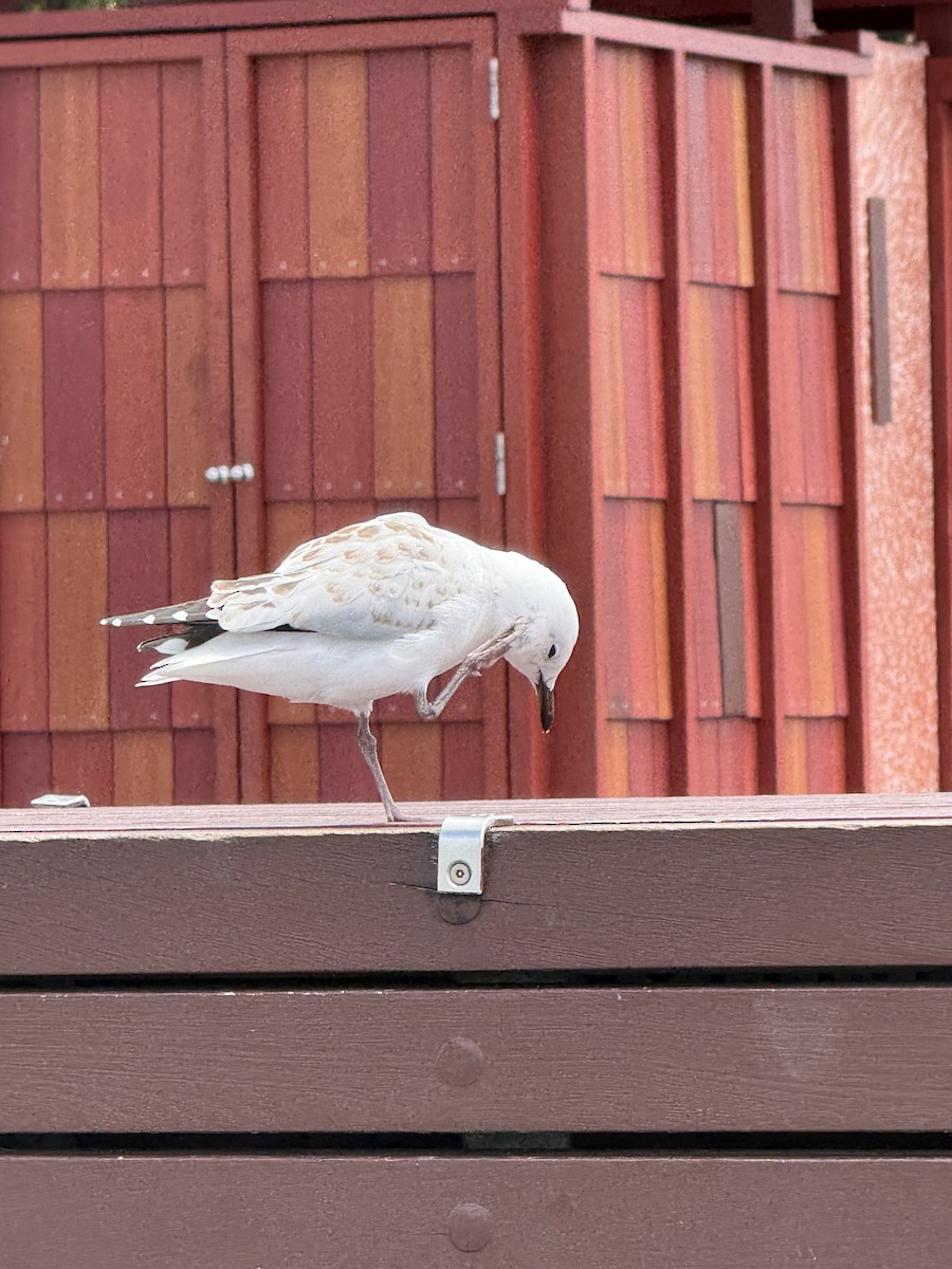 Silberkopfmöwe - ML646957967