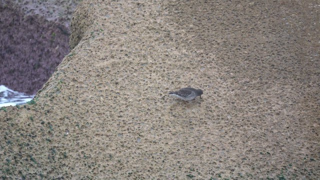 Purple Sandpiper - ML646957968