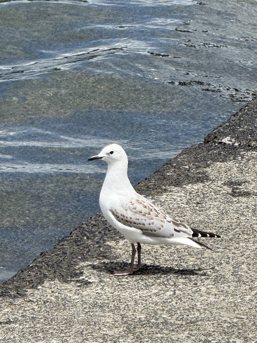 Silberkopfmöwe - ML646957969