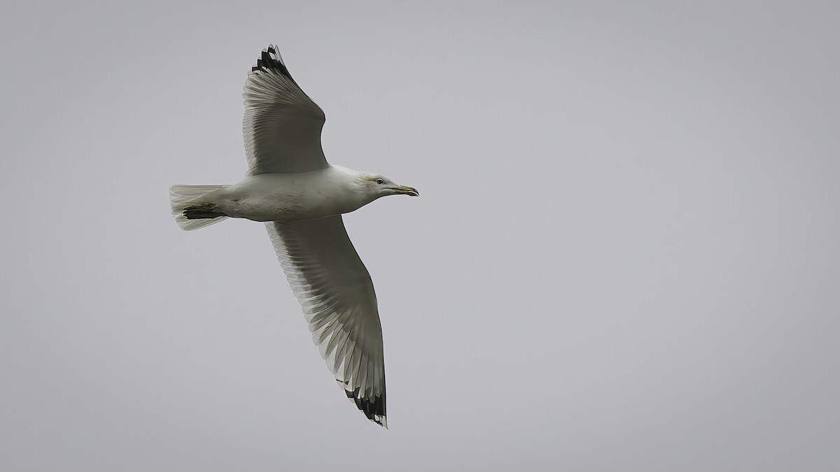 Steppenmöwe - ML646957970