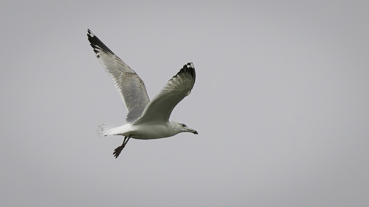 Steppenmöwe - ML646957971