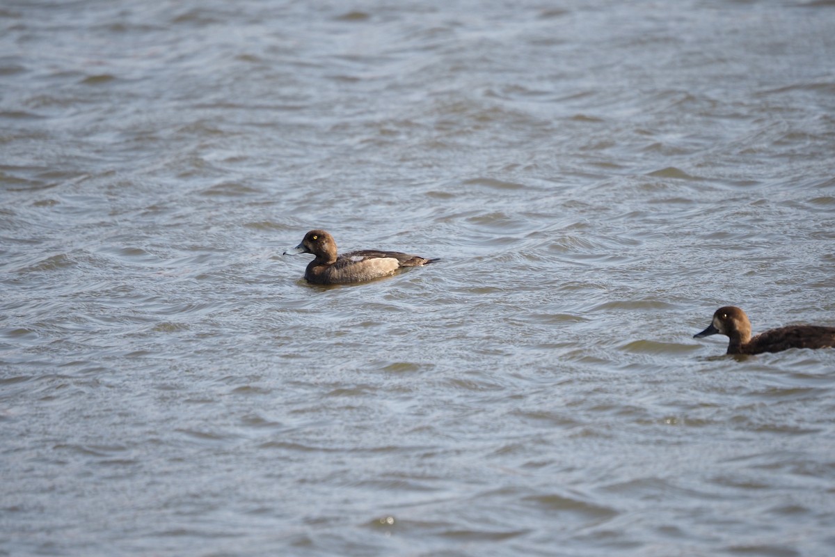 bergand - ML646957976